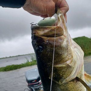 Caught on Reid Line Bait Bass 5.13 lbs.